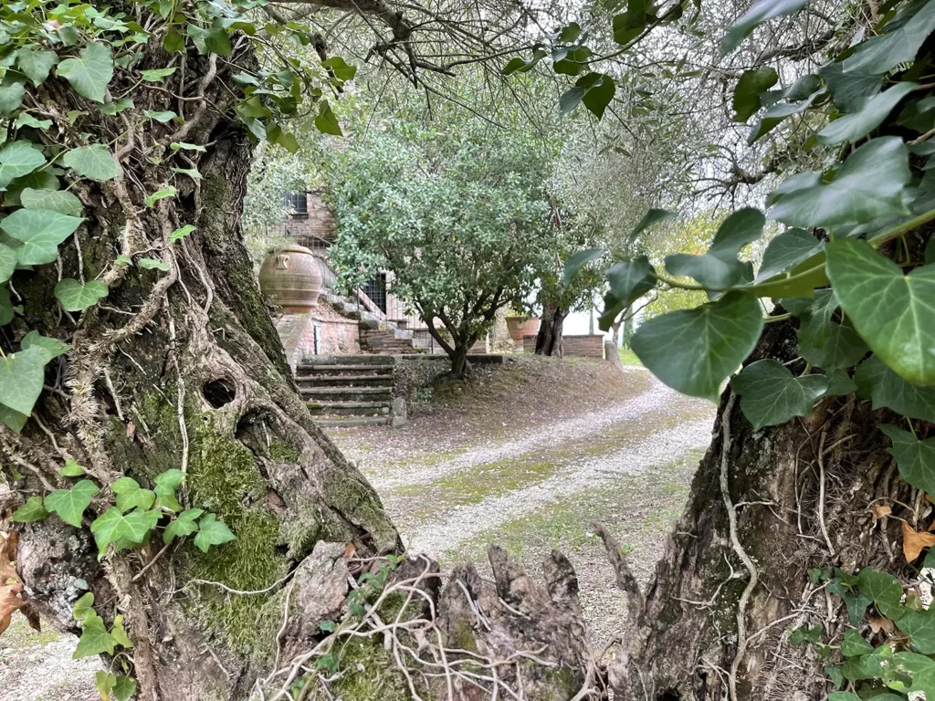 Casamia Vakanties onder de italiaanse zon. Borgo Uccelliera Vinsantaia Olivaia Toscanse kust Fauglia 09