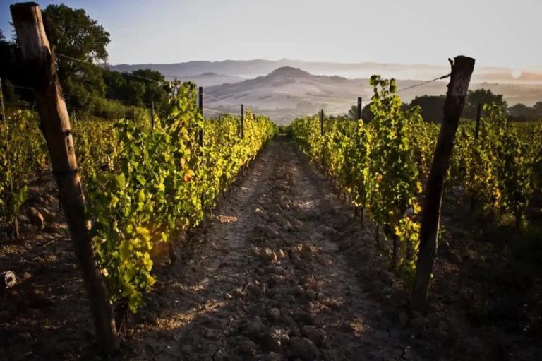 Casamia Vakanties onder de italiaanse zon. Podere la Fonte AlgemeenToscanse kust Cecina 15