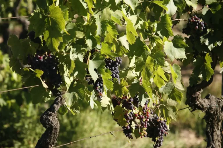Casamia Vakanties onder de italiaanse zon. Podere la Fonte AlgemeenToscanse kust Cecina 17