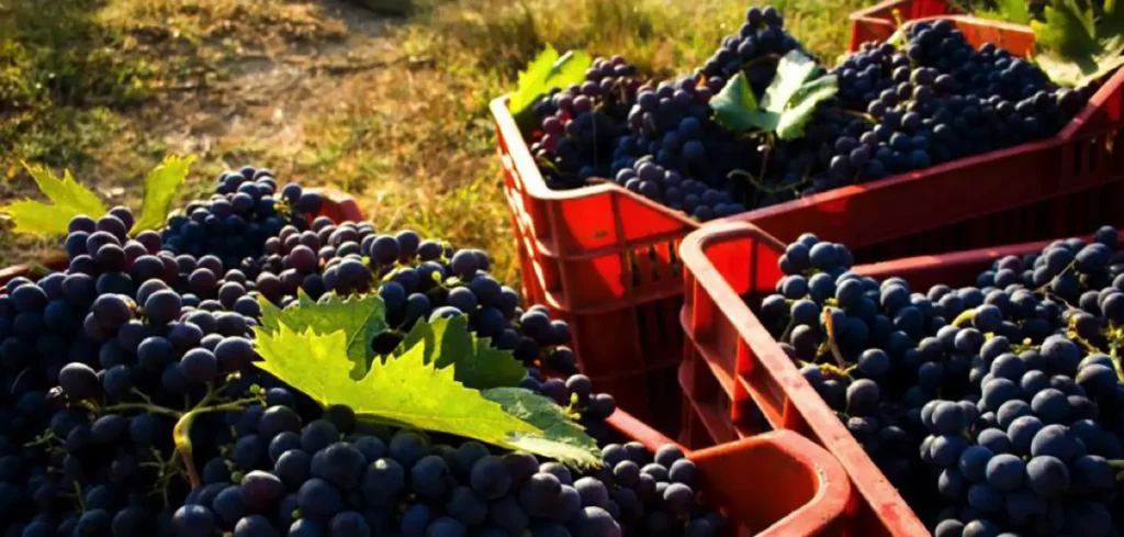 Casamia Vakanties onder de italiaanse zon. Podere la Fonte AlgemeenToscanse kust Cecina 20