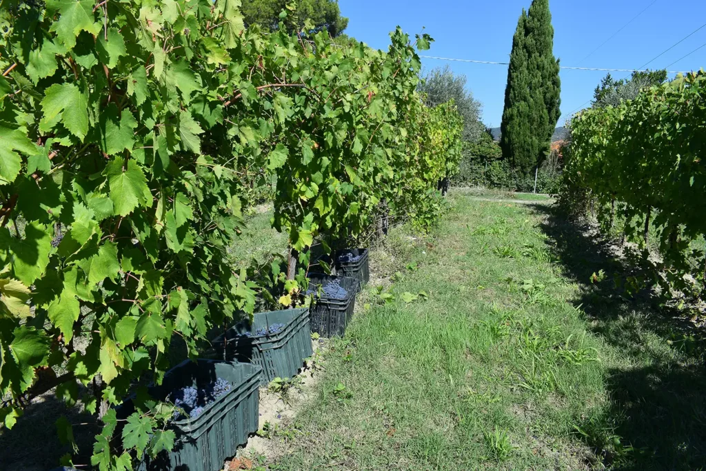 Casamia Vakanties onder de italiaanse zon. Fattoria di Paltratico Algemeen Toscaanse kust Localita scaforno 03