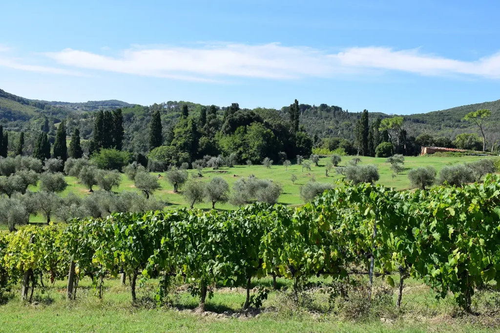 Casamia Vakanties onder de italiaanse zon. Fattoria di Paltratico Algemeen Toscaanse kust Localita scaforno 04