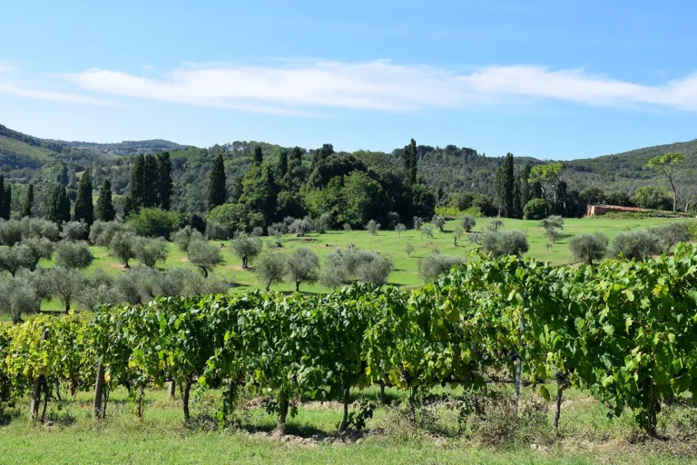 Casamia Vakanties onder de italiaanse zon. Fattoria di Paltratico Algemeen Toscaanse kust Localita scaforno 04