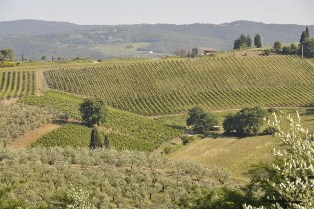 Hartje toscane agriturismo il monte wijngaarden