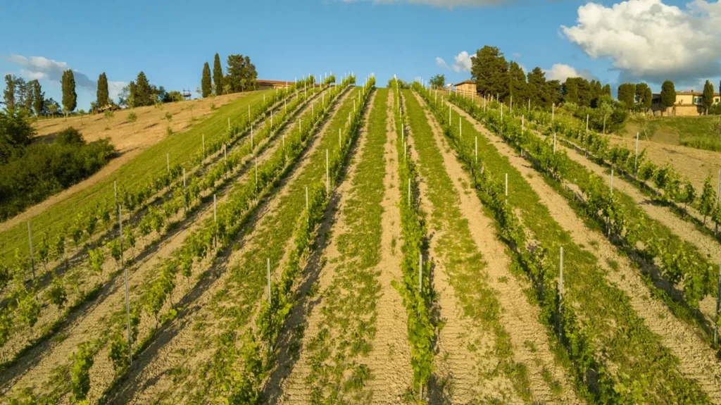 Hartje toscane agriturismo san giacomo wijngaard