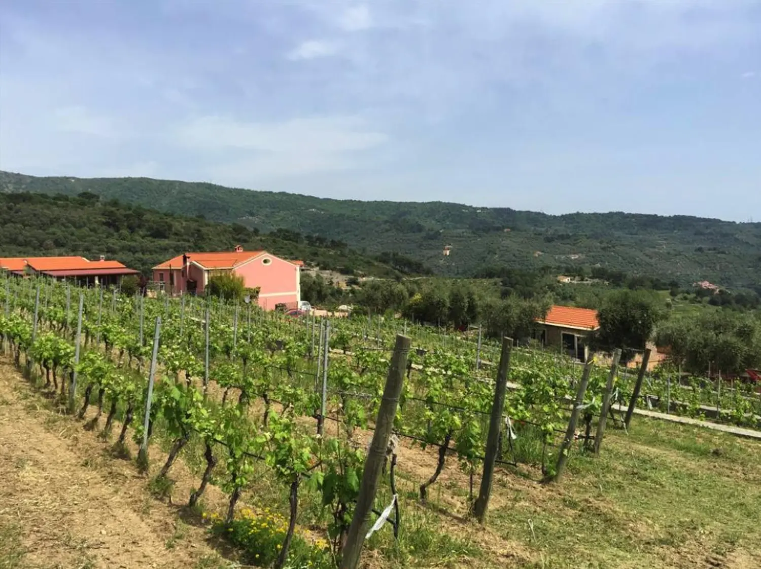 liguria-agriturismo-bianchi-appartement-wijngaard-18-casamia