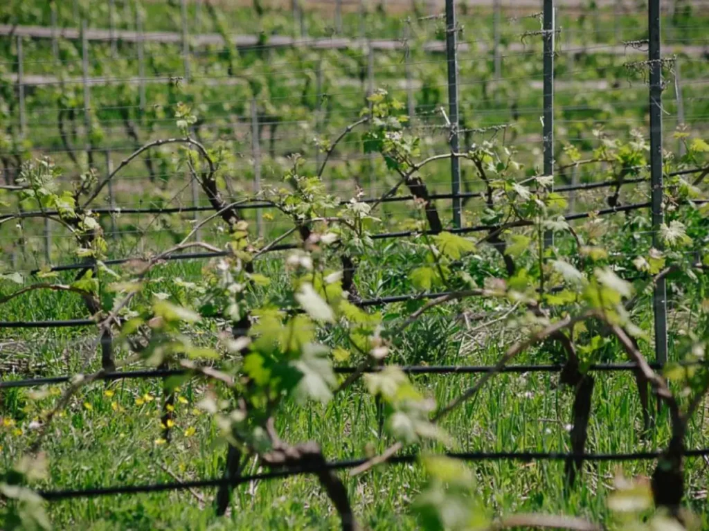 Liguria agriturismo bianchi druiven wijngaard