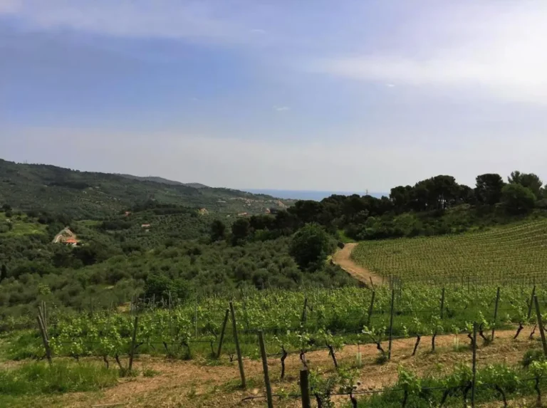 Liguria agriturismo bianchi wijngaarden uitzicht