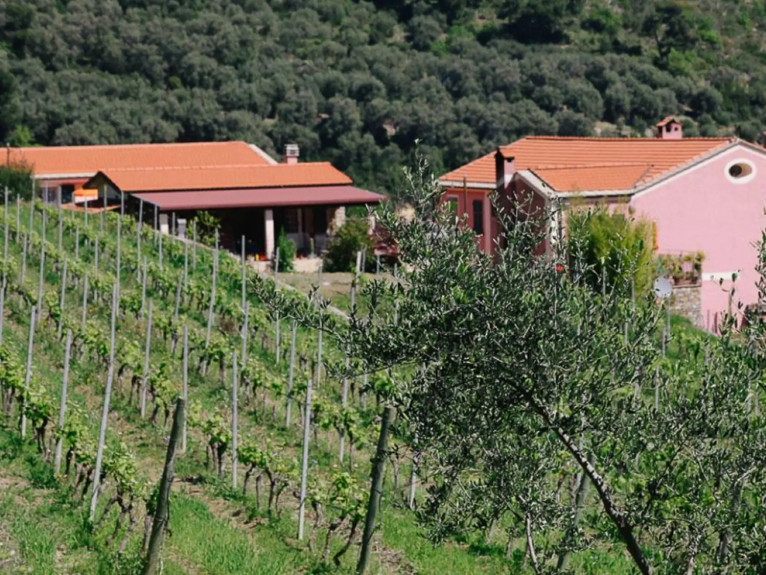 liguria-agriturismo-bianchi-wijnlandgoed-06-casamia