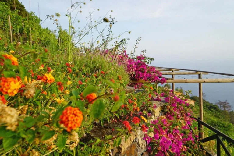 Liguria borgo di campi bloemen langs tuinpad