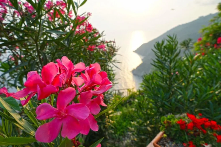 Liguria borgo di campi roze bloemen met kustuitzicht