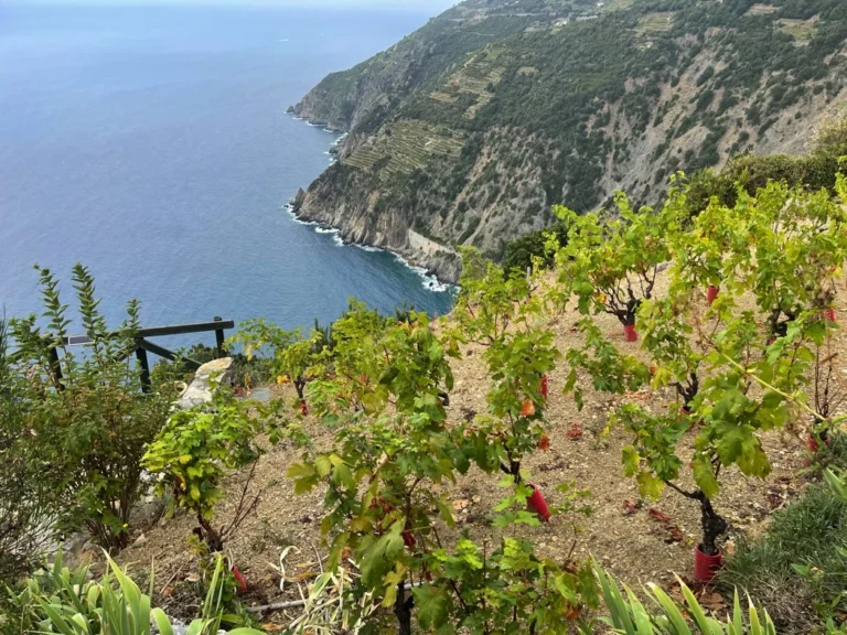 Liguria borgo di campi wijngaard met kustuitzicht