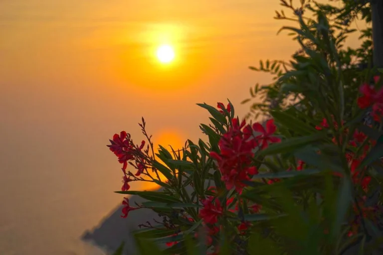 Liguria borgo di campi zonsondergang tussen bloemen