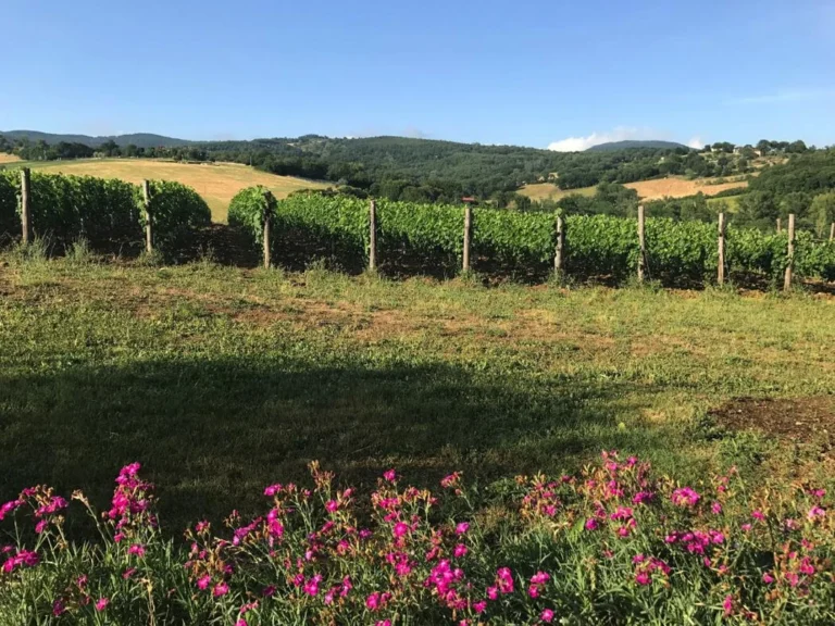 Noord toscane antico fio bloemen en wijngaard