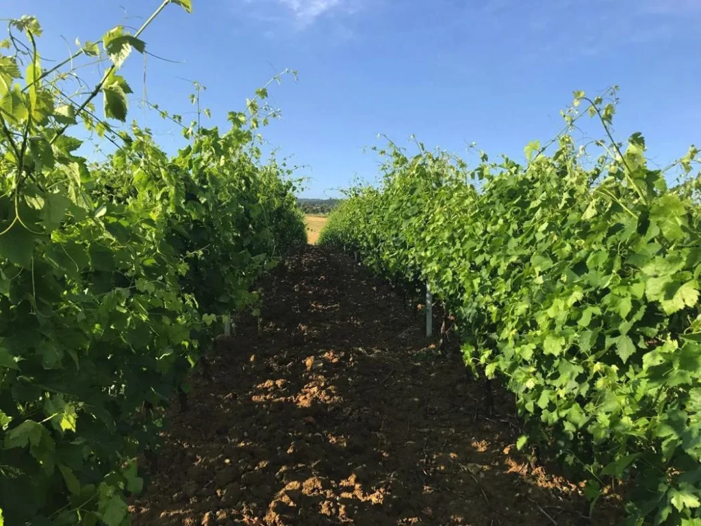 Noord toscane antico fio wijngaard