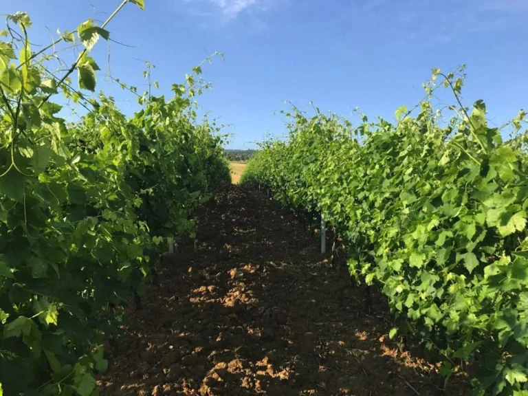 Noord toscane antico fio wijngaard