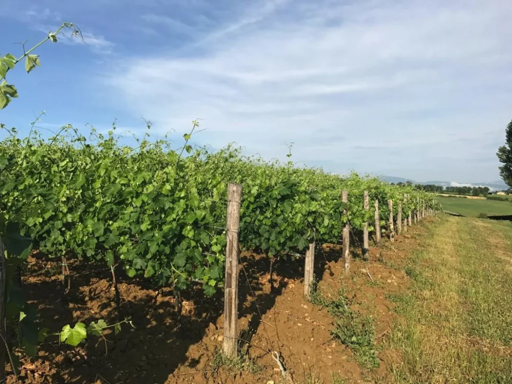 Noord toscane antico fio wijngaard langs grasveld
