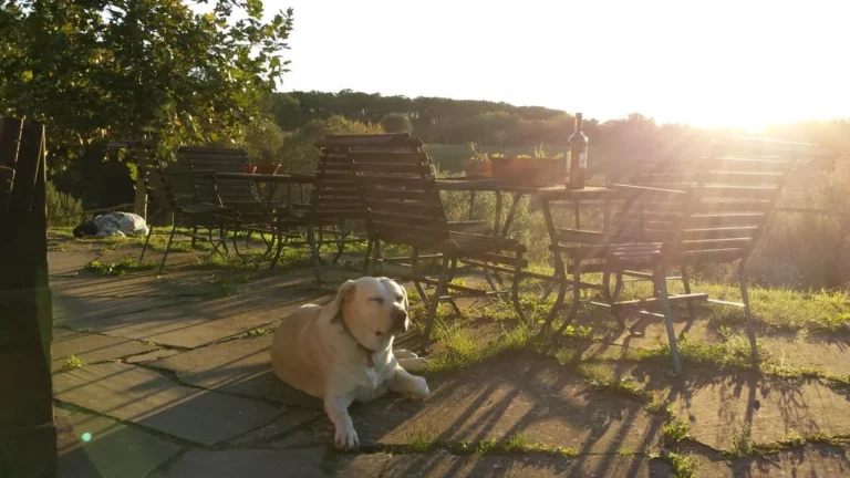 Toscane podere barbaiano hond op terras