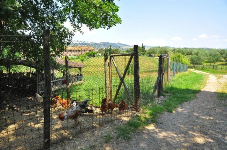 Toscane podere barbaiano kippen op landgoed