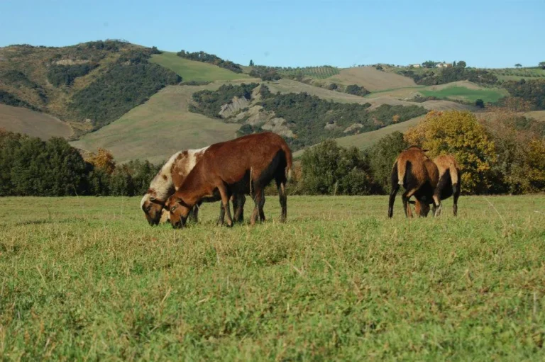 Toscane podere barbaiano koeien in weide