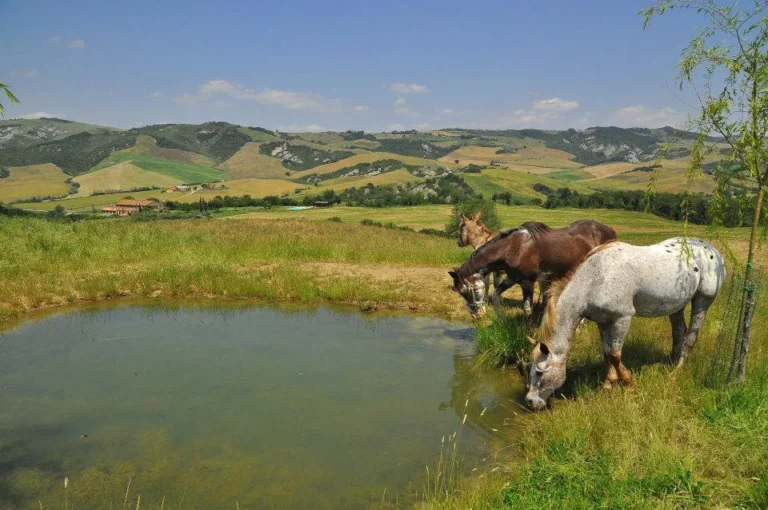 Toscane podere barbaiano paarden bij water