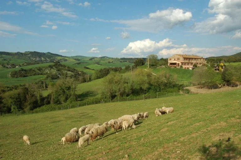 Toscane podere barbaiano schapen en heuvels