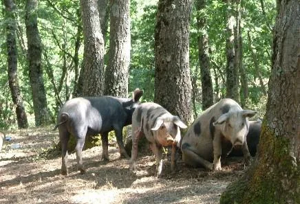 Toscane podere barbaiano varkens in bos