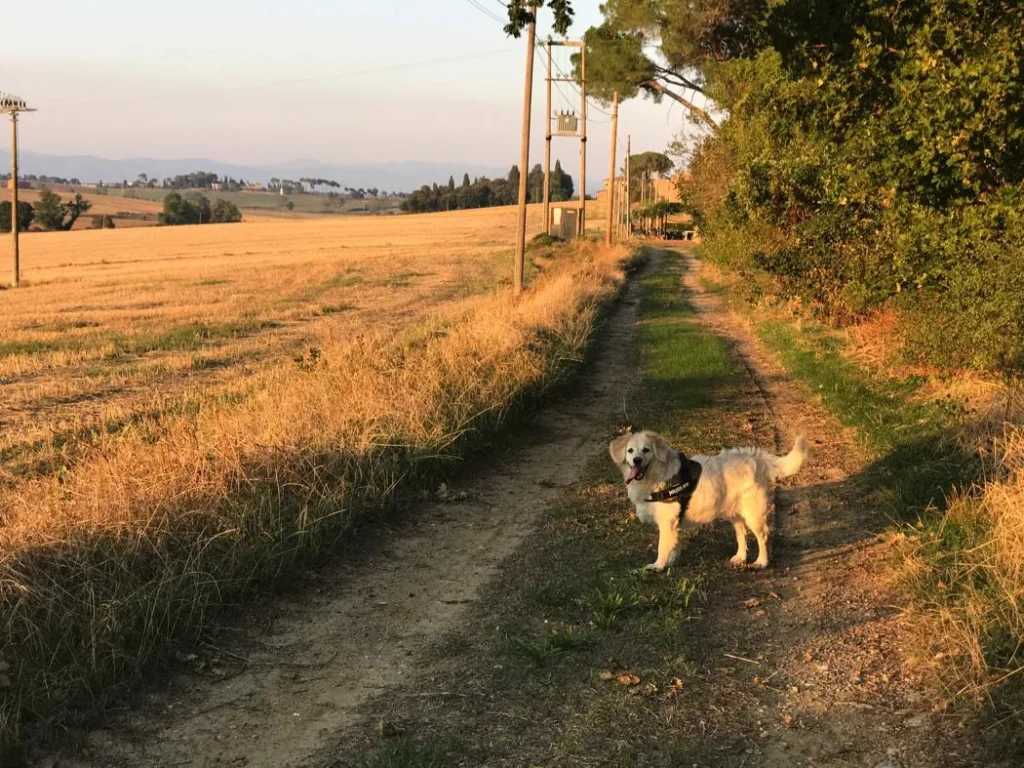 Umbrie agriturismo le more algemeen landweg met hond