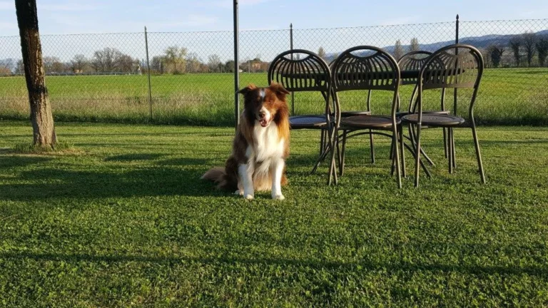 Umbrie le rondini di francesco algemeen tuin hond