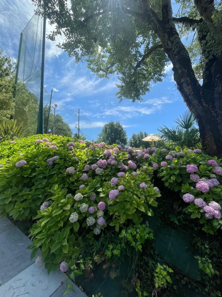 Merengebied corte paradiso hortensias in tuin