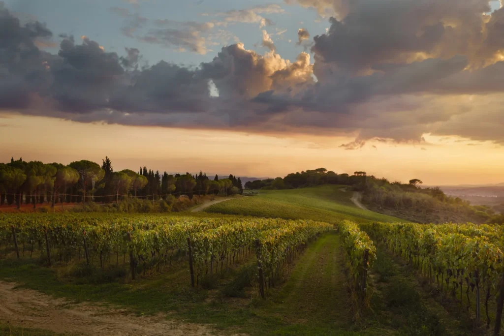 noord-toscane-tenuta-san-vito-bellosguardo-uitzicht-wijngaarden-51-casamia