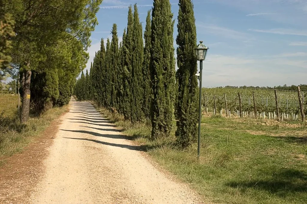 Noord toscane tenuta san vito cipressenlaan