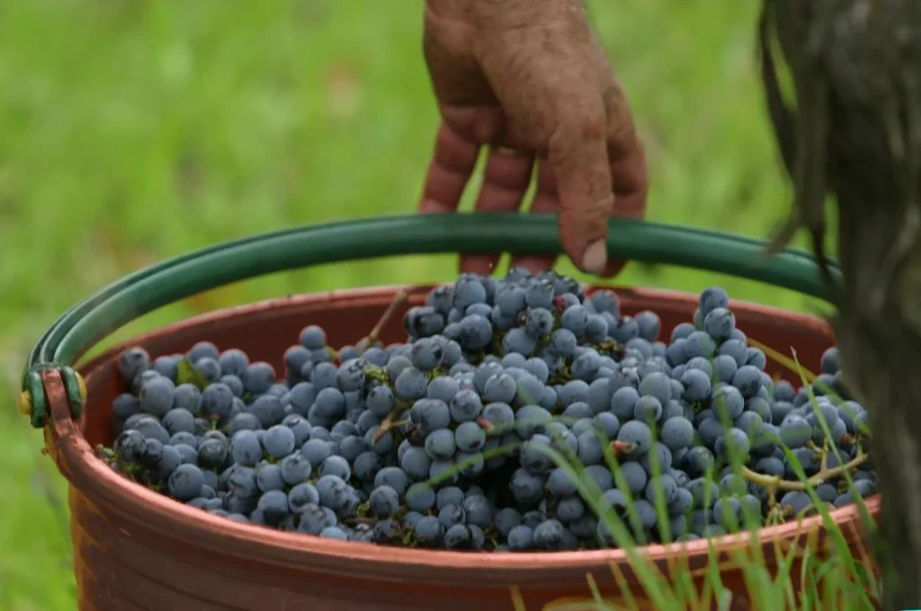 Noord toscane tenuta san vito druiven