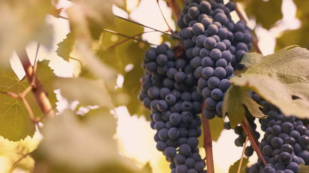 Noord toscane tenuta san vito druiven wijngaard
