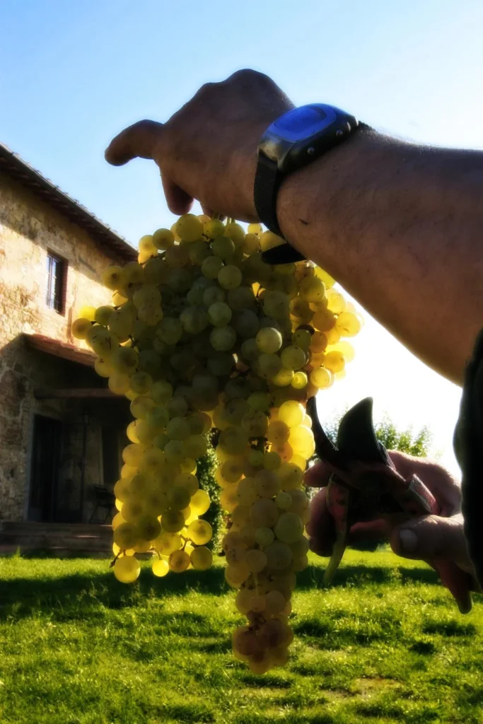 Noord toscane tenuta san vito druivenoogst
