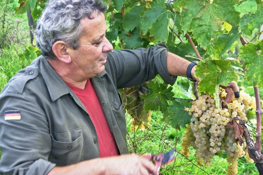 Noord toscane tenuta san vito druivenoogst