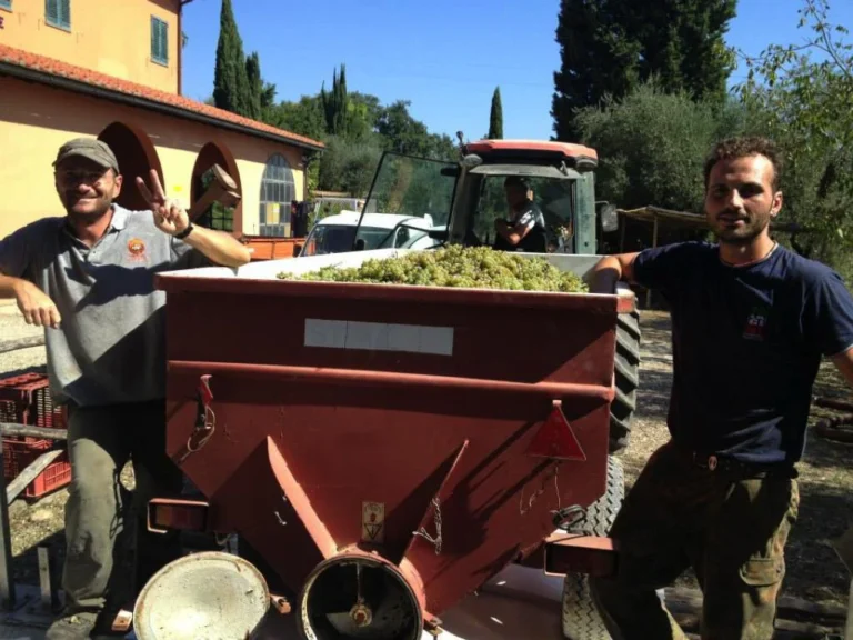 Noord toscane tenuta san vito druivenoogst team
