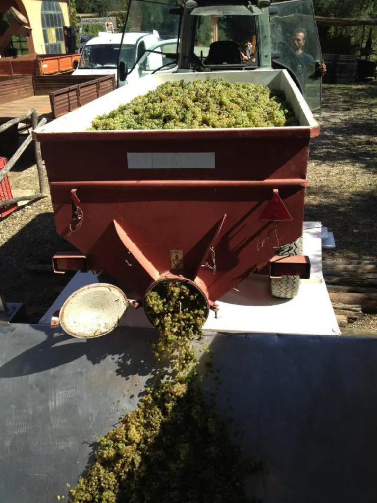 Noord toscane tenuta san vito druivenverwerking