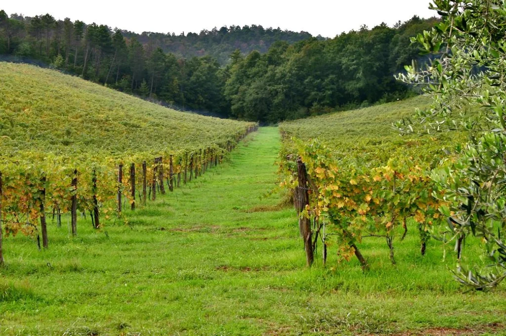 Noord toscane tenuta san vito wijngaarden