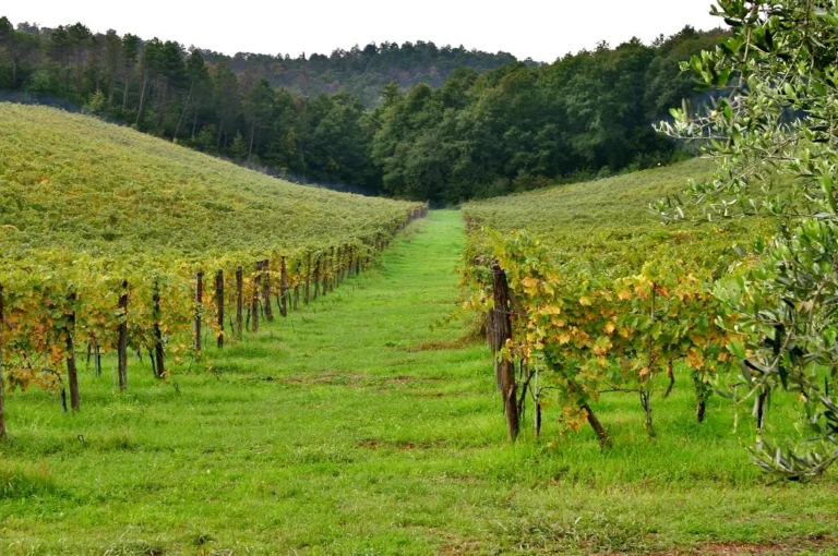 Noord toscane tenuta san vito wijngaarden