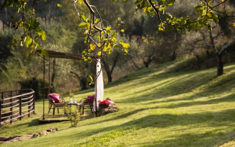 Toscaanse kust agriturismo il frutteto tuin olijfboom