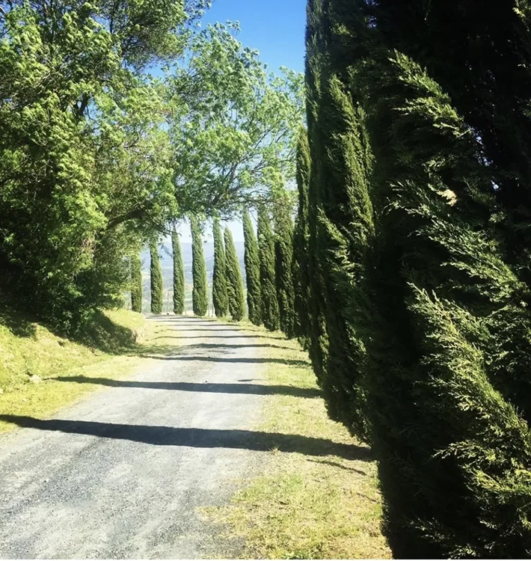 Toscaanse kust borgo di montemurlo oprijlaan tussen cipressen en bomen