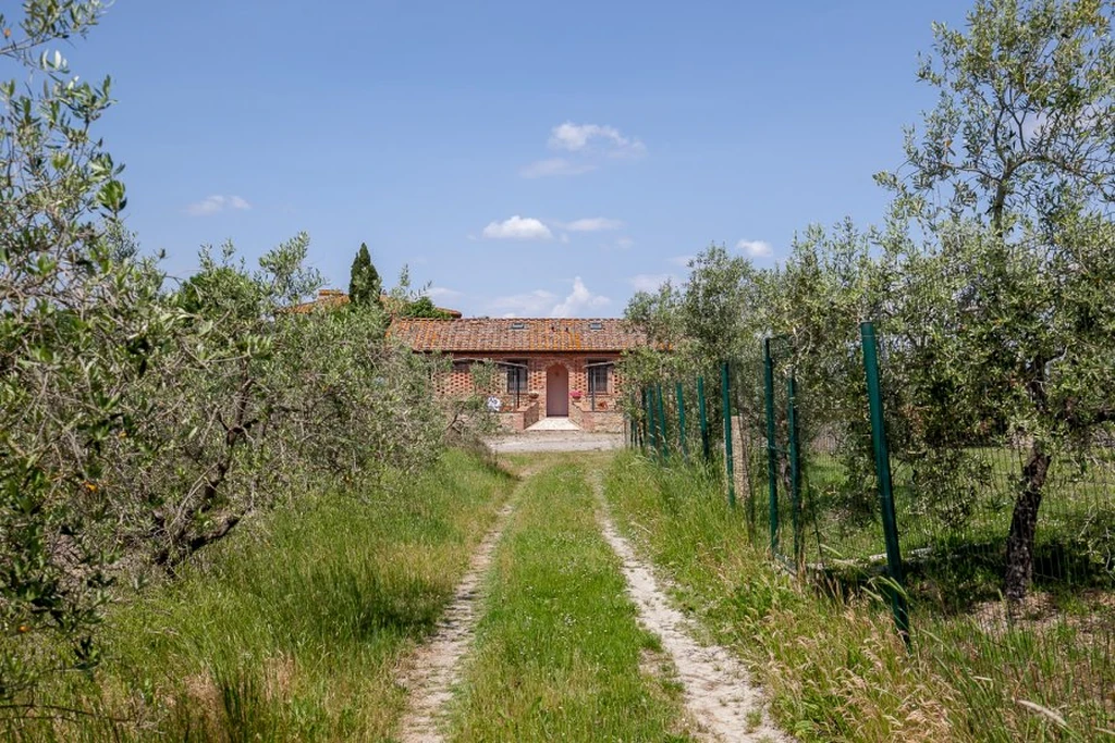 toscane-il-gattero-primula-pad-tussen-olijfbomen-naar-het-gebouw-casamia